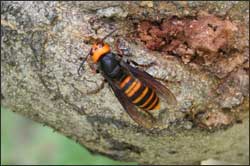樹液を吸うオオスズメバチ